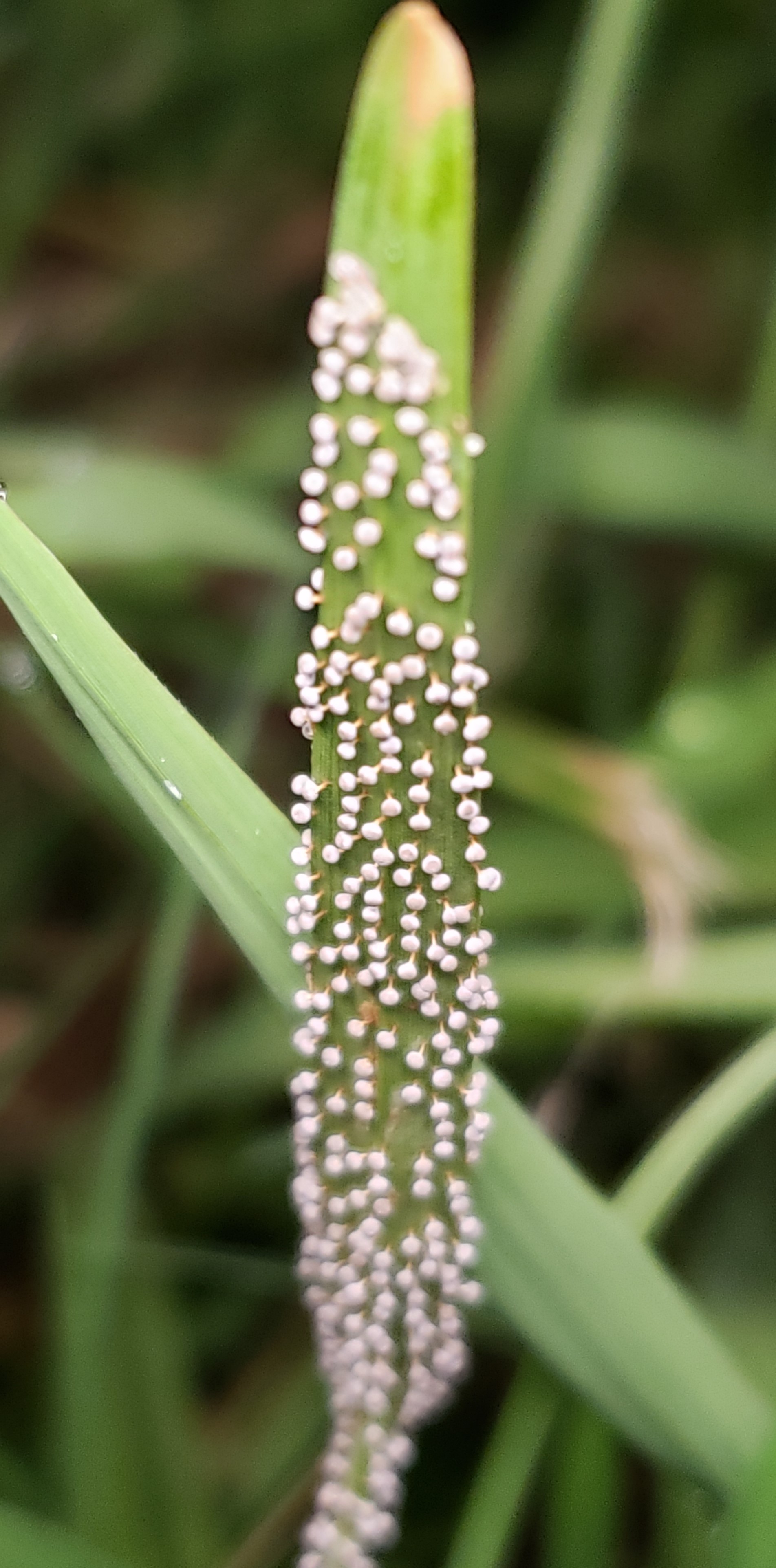 Picture of Physarum album